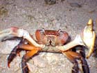 Crab13